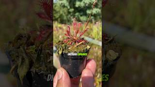 Drosera Capillaris muito linda plantacarnivora plantascarnivoras [upl. by Nahgem]