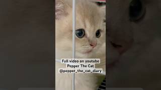 2 month old kitten cat whining and meowing short ver [upl. by Nelson]