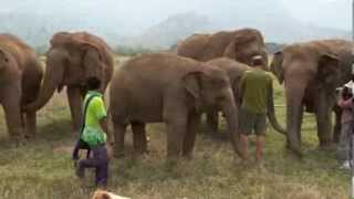 Trumpet with the Elephants  ElephantNews [upl. by Litt816]