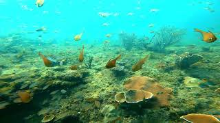 Tuticorin Diving [upl. by Aillicec127]