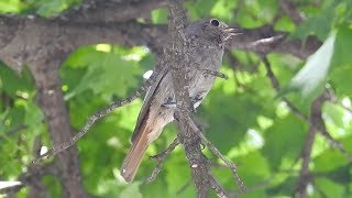 Black Redstart  Hausrotschwanz  Phoenicurus ochruros  young bird calling [upl. by Honan]