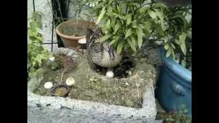 Mallard duck chicks nesting summer 2012 [upl. by Emanuel]