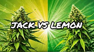 Jack Herer vs Lemon Haze Which Strain Reigns Supreme [upl. by Williamson]