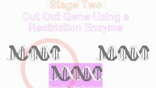 GCSE Biology  Genetic Engineering Insulin [upl. by Aetnahc]