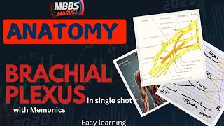 Brachial Plexus anatomy । MBBS Marvel । Mnemonics [upl. by Haidebej]