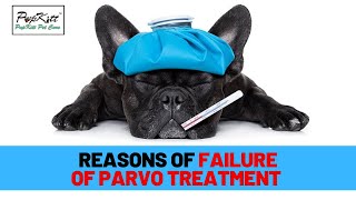 Parvovirus in Dogs Why dogs cant survive even after treatment of Parvo  Dr Anirudh Mittal [upl. by Tisbe]