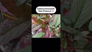 CallalooAmaranth‼️ [upl. by Idid]