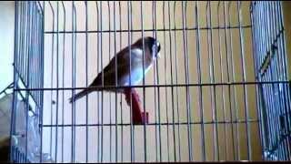 la plus longue VIDEO chardonneret sur youtube καρδερίνα Carduelis marocain 11 mois 2012 [upl. by Eiffub]