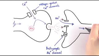 A2 Biology  Cholinergic synapses OCR A Chapter 135 [upl. by Odrahcir]