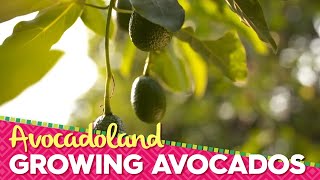 Avocadoland  Episode 1  Avocados From Mexico [upl. by Corri]