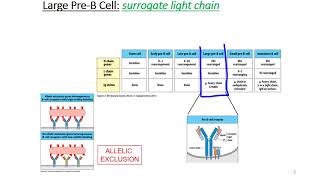 B Cell Development [upl. by Haymes]