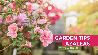 Jardinería amp Paisajismo AZALEAS Donde plantarlas en el jardín y como cuidarlas Consejos [upl. by Mercer]