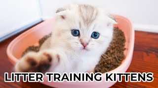 HOW TO LITTER TRAIN KITTENS FROM 4 WEEKS OLD Featuring Scottish Fold amp Scottish Straight Kittens [upl. by Eiuol]