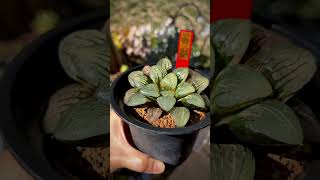 Haworthia cv ‘Dory’ variegate rennyshaworthia [upl. by Karilla]