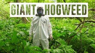 Hogweed is one of Canadas most dangerous plants heres what you should know [upl. by Ffej]