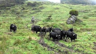 Mudança dos Toiros  Ganadaria Rego Botelho [upl. by Patric343]