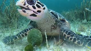 The Daily Life of a Hawksbill SEA TURTLE [upl. by Kath]