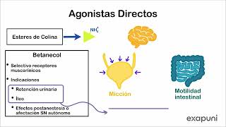 Farmacología colinérgica  Agonistas colinérgicos directos [upl. by Baptlsta183]