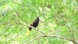 Oropendola de Montezuma o Moctezuma con su canto  Montezuma Oropendola singing Video 01 [upl. by Sirah]