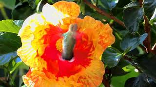 Hibiscus  hummingbird timelapse [upl. by Aihtnyc]