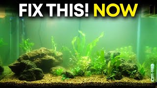 Cloudy Water in Aquarium – How to Fix Your Hazy Aquarium [upl. by Aleahc]