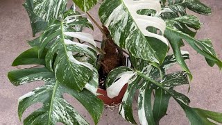 Monstera Deliciosa Variegated Repotting [upl. by Uzzi]