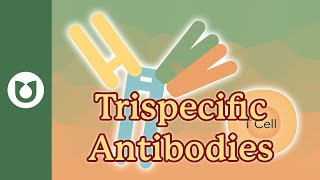 What are trispecific antibodies myeloma [upl. by Eutnoj75]