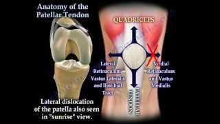 Anatomy Of The Patellar Tendon  Everything You Need To Know  Dr Nabil Ebraheim [upl. by Hewet737]