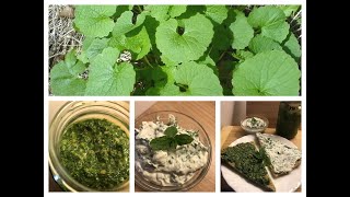 Mit der Knoblauchsrauke Kräuterquark und Pesto zubereiten [upl. by Ahsirak]