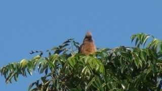 Speckled Mousebird  Filmed by Greg Morgan [upl. by Ahswat]