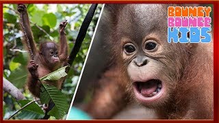 Adorable Baby Orangutan  Animal Videos for Kids [upl. by Blasien481]