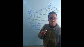 types of neuron  neuron notes  function of neuron  class 10 biology shorts youtubeshorts [upl. by Aiak]