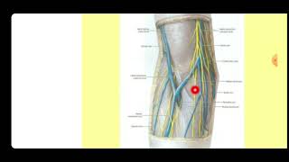 Anatomy  Cubital fossa [upl. by Seaddon]