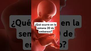 🤔 ¿Qué ocurre en la semana 20 de embarazo 🤰 Síntomas y desarrollo del bebé [upl. by Iolande]