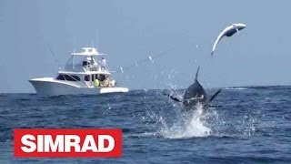 AMAZING BLUE MARLIN FOOTAGE  A MUST SEE [upl. by Nager]