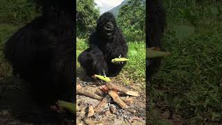 Gorilla grills corn for boy to eat wildlife shorts bushcraft outdoors survival [upl. by Kienan134]