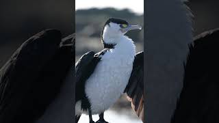 Discovering the Pied Shag A New Zealand Beauty 🌊 [upl. by Hctud759]