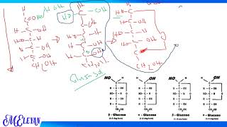 Carbohydrate Chemistry Part 2 [upl. by Nwahsear]