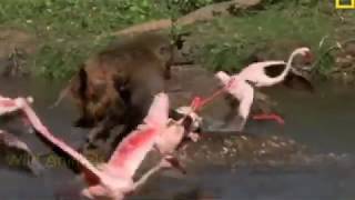 Hyena vs Baboon Real Fight [upl. by Gayelord]