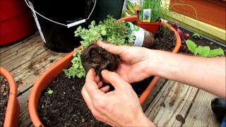 Planting Herbs in Containers Oregano Chives Thyme Mints Basil Sage Rosemary Lavender [upl. by Aihseym]