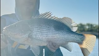 BARRAMUNDI  MANGROVE JACK  FINGERMARK NORTH QUEENSLAND australia PART 2 [upl. by Harbison603]