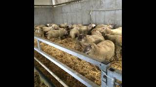 Lamb finishing rations and feed management [upl. by Akiam]