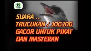 SUARA BURUNG TRUCUKAN  JOGJOG GACOR UNTUK PIKAT DAN MASTERAN [upl. by Anahpets243]