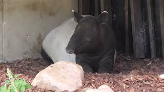 Orientarium Łódź  Tapir malajski i kaczki [upl. by Namad]