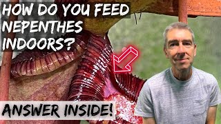 How do you feed Nepenthes in the house What you need to know [upl. by Lamee]