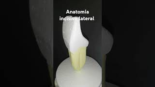 Anatomía incisivo lateral dentist [upl. by Armahs]