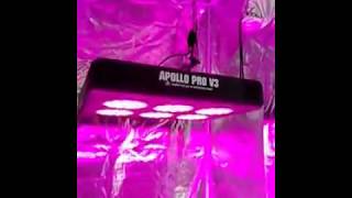 Lampade a led per coltivazione indoor che funzionano [upl. by Meil190]