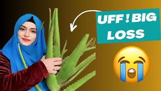 Broken Aloe Vera Replanted And Care  Aloe Vera Plant Care  How To Recover Aloe Vera plant [upl. by Alit365]