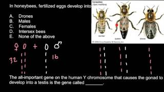 Genetics of honeybees [upl. by Terrilyn602]