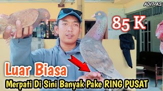 Tak Nyangka Di Sini Gudang Burung Merpati Pake RING PUSAT‼️ [upl. by Alexandrina497]